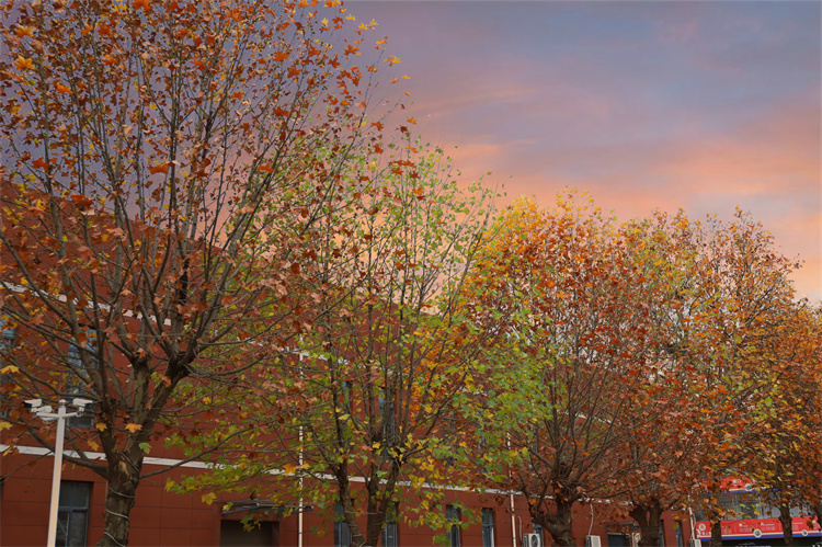 萬通的深秋壁紙——美和溫柔都贈與你